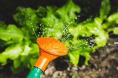 watering-plants-with-a-watering-can-1